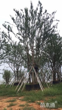 70公分(7杆)丛生朴树