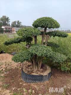 高度140厘米小叶女贞