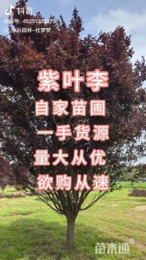 15公分紫叶李