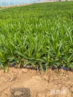 高度25厘米假龙头