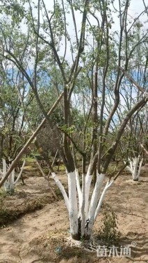 高度600厘米丛生暴马丁香