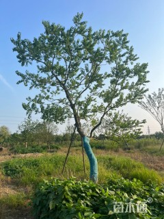 10公分造型乌桕