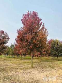 22公分美国红枫