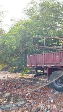 50公分丛生乌桕