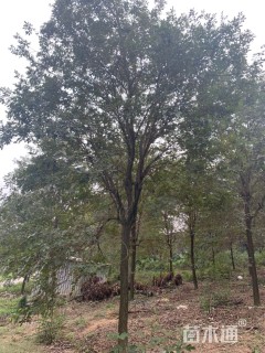 15公分黄花风铃木