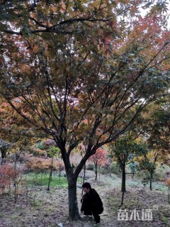 20公分中国红枫