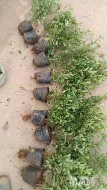 高度50厘米小丑火棘小苗