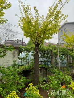 20公分金叶银杏