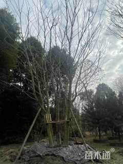 23公分(5杆)丛生朴树