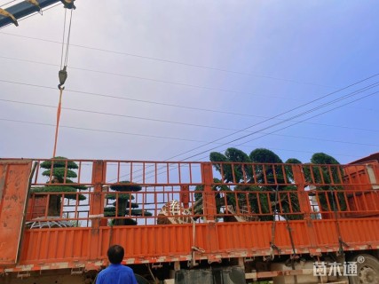 30公分对节白蜡