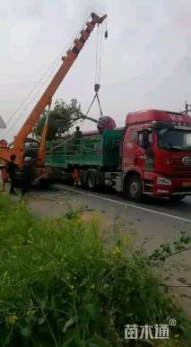 10公分高杆樱花