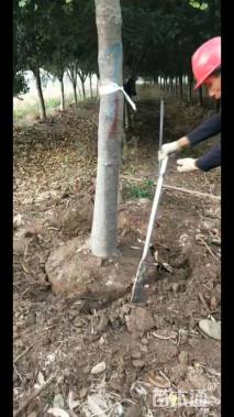 17公分黄山栾树