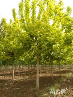 22公分金叶复叶槭