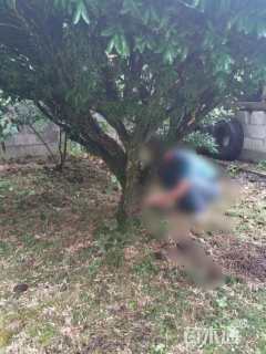 高度200厘米黄杨