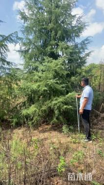 高度650厘米雪松