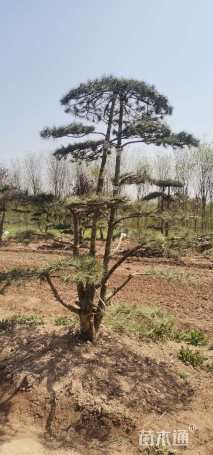 高度15厘米白皮松