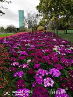 高度25厘米瓜叶菊