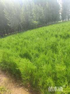 高度600厘米侧柏