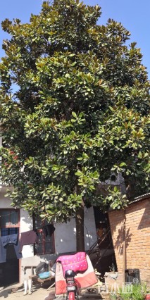 90公分耐寒广玉兰