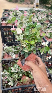 20厘米花叶络石