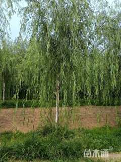 22公分柳树