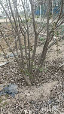 高度300厘米丛生暴马丁香