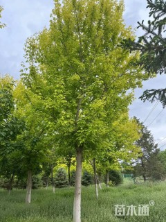 20公分金叶复叶槭