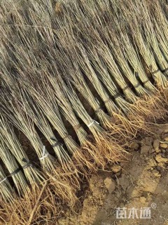 高度60厘米紫穗槐