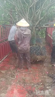 10公分红花鸡蛋花