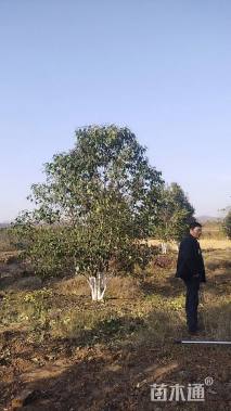 高度600厘米丛生大叶女贞