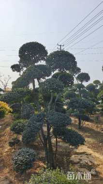 高度250厘米小叶女贞