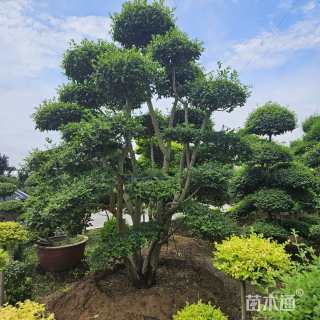 10公分造型女贞