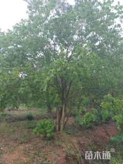 10公分(5杆)丛生乌桕