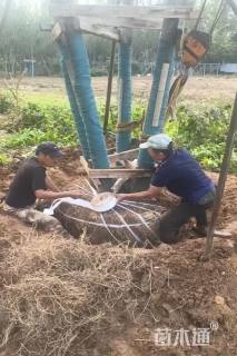 10公分(4杆)丛生朴树