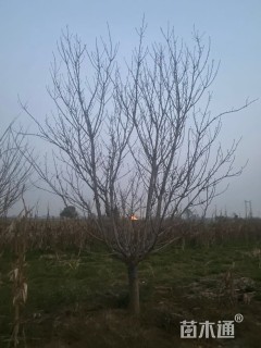 15公分日本晚樱