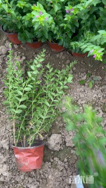 高度30厘米满天星