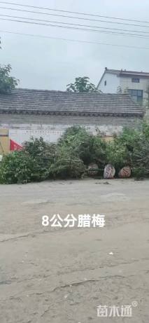 高度450厘米蜡梅