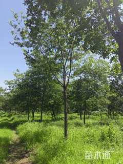 12公分朴树