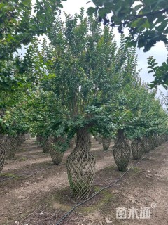 40公分紫薇花瓶