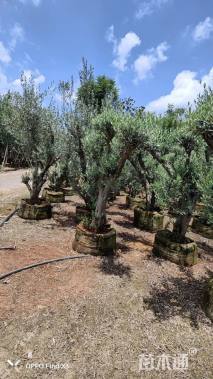 高度150厘米尖叶木樨榄