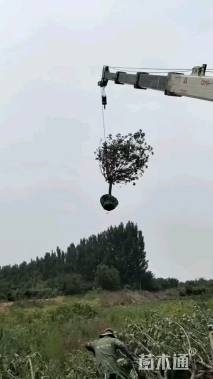 13公分美国红枫