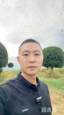 20公分高杆桂花