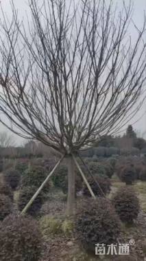 15公分日本晚樱