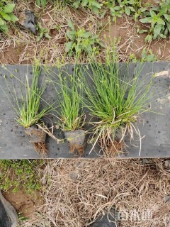 高度30厘米画眉草