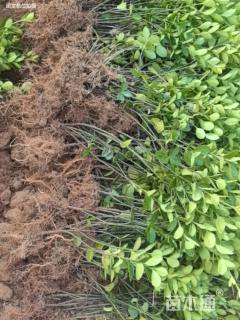 高度20厘米大叶黄杨