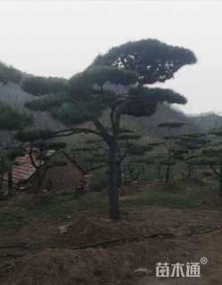 20公分造型黑松