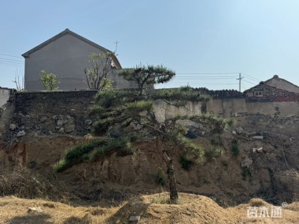 18公分造型油松