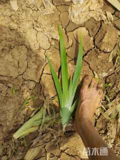 高度20厘米鸢尾