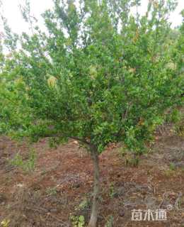 高度600厘米石榴