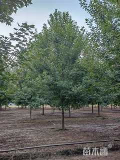 18公分美国红枫-红冠